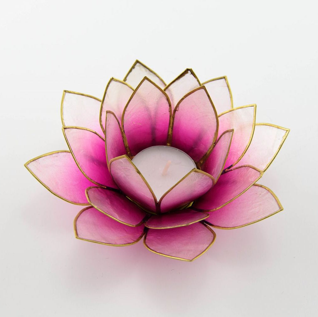 Lotus lysestake Hvitrosa